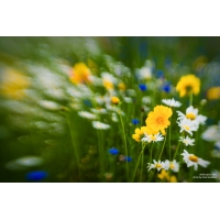Lensbaby Double Glass
