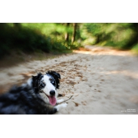 Lensbaby SWEET 35